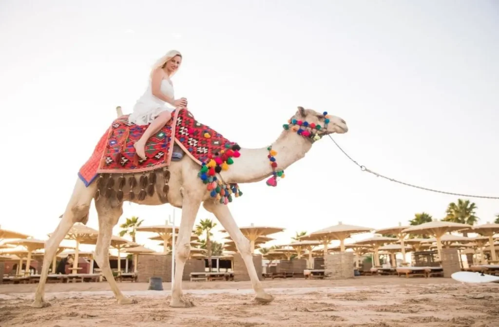 A-tourist-camel-ride-hurghada-sharm-el-sheikh